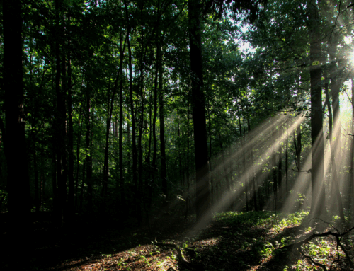 The Ripple Effect: What Restoration Looks Like