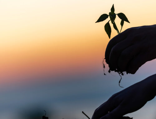 Local Wisdom, Lasting Impact